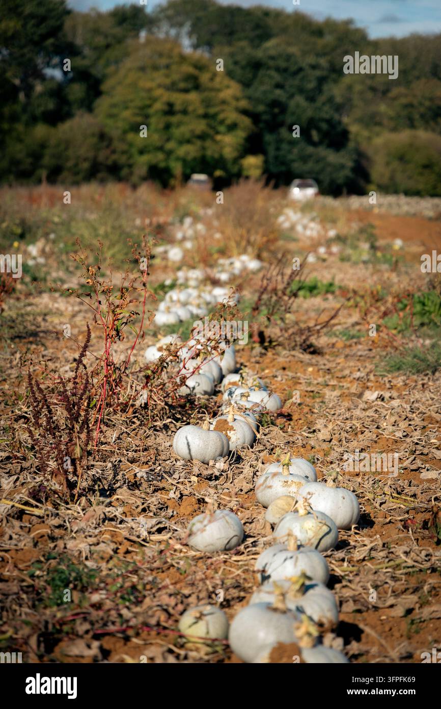 Una lunga fila di zucchine blu appena tagliate si sta essiccando in un campo autunnale di un'azienda agricola biologica inglese, in attesa di essere raccolte, con alberi sullo sfondo. Foto Stock