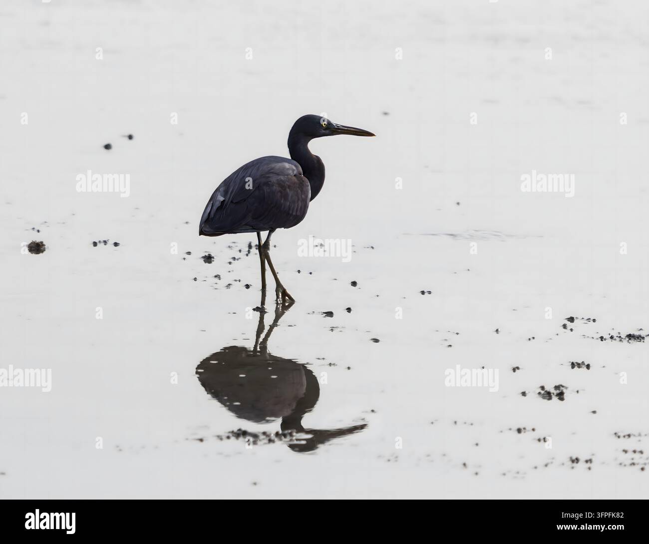 Erette reef del Pacifico con morfosca scura (Egretta sacra) che si avventura tra le acque costiere basse di Koh Samui, Thailandia. Foto Stock