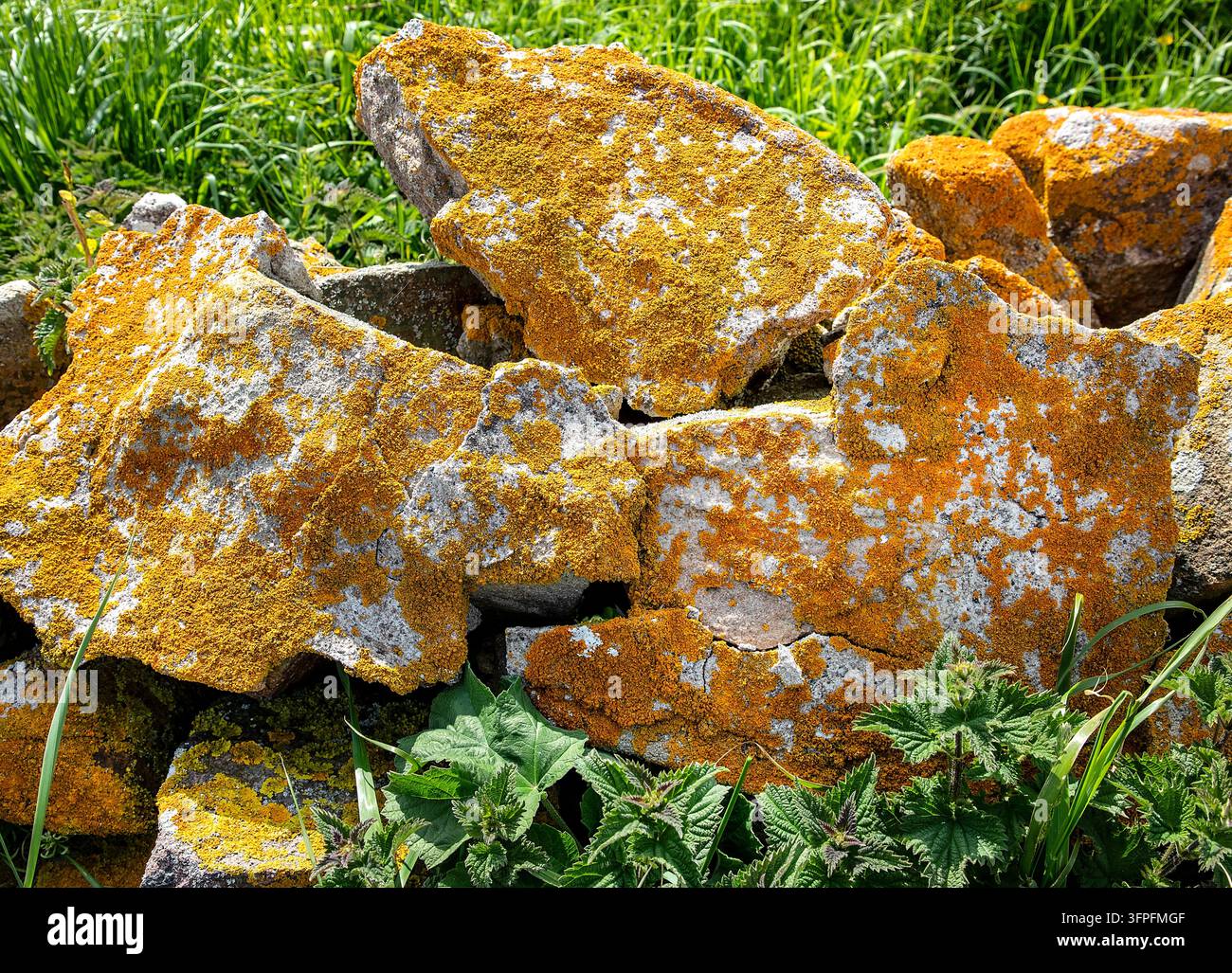Licche crostose arancioni brillanti che coprono rocce costiere erose circondate da erba verde e piante selvatiche Foto Stock