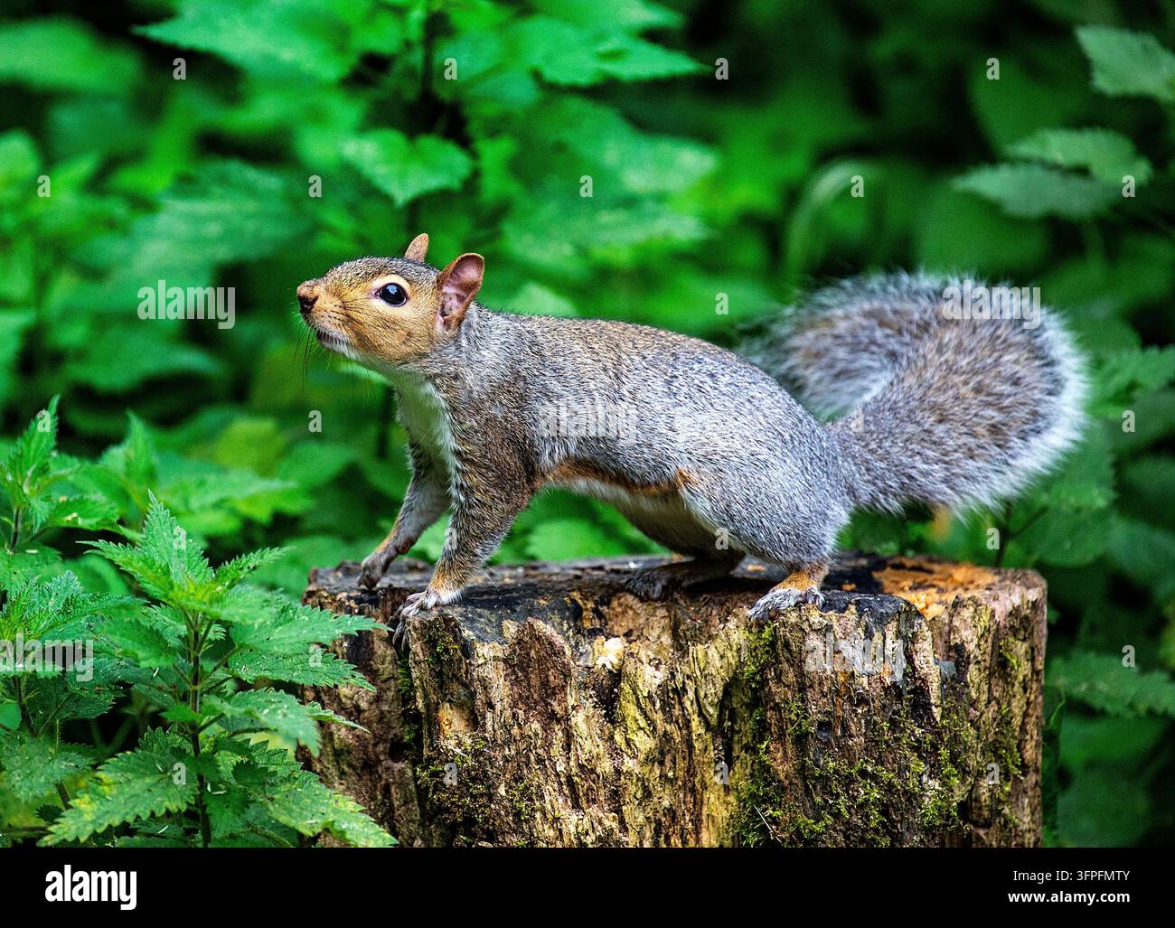 Scoiattolo grigio che annusa l'aria alla ricerca di segni di un potenziale compagno mentre è appollaiato su un ceppo in una rigogliosa foresta verde Foto Stock