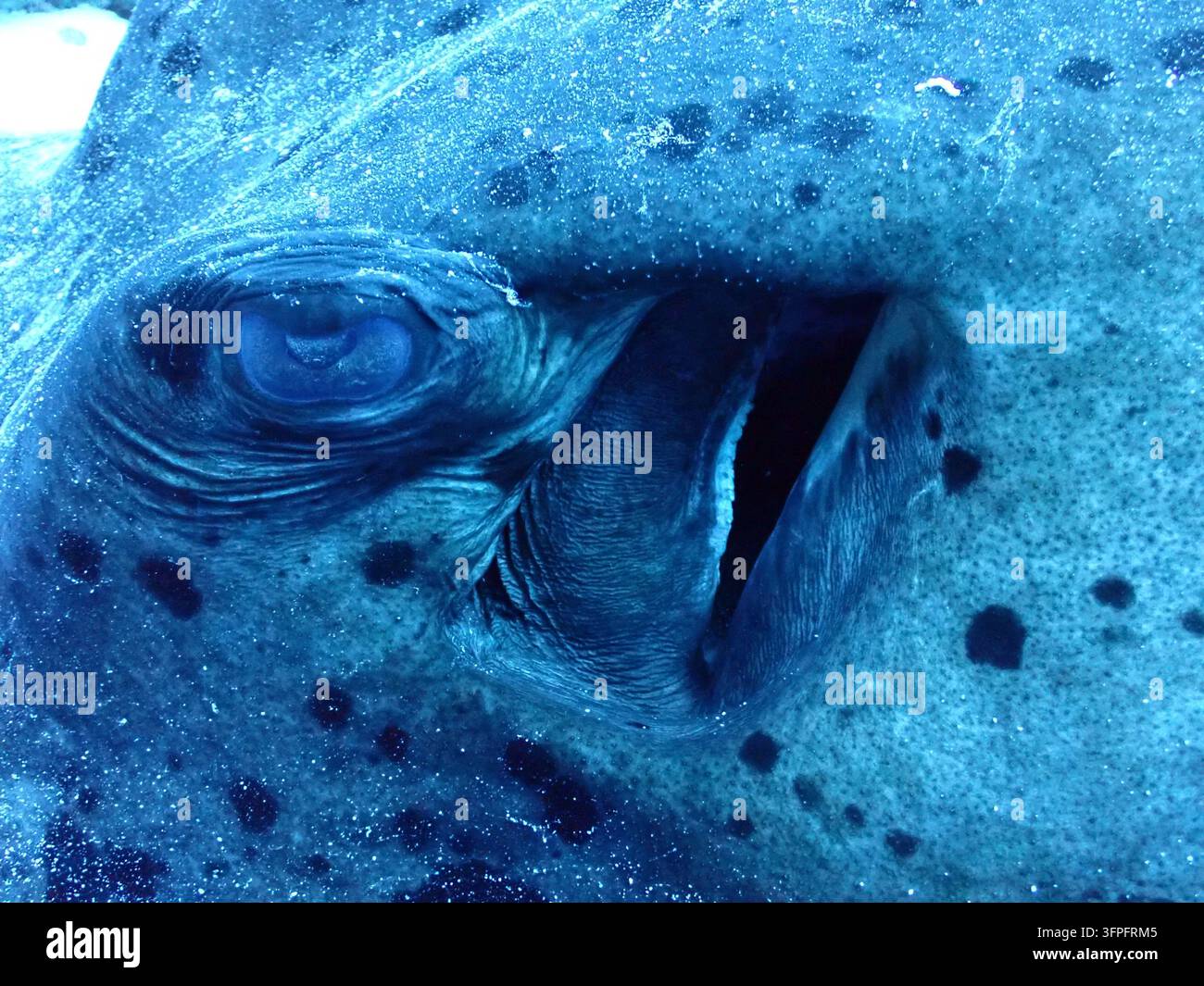 Prima vista di un pesce reef maculato che mostra il suo occhio, l'apertura delle branchie e la pelle ruvida sott'acqua. Foto Stock
