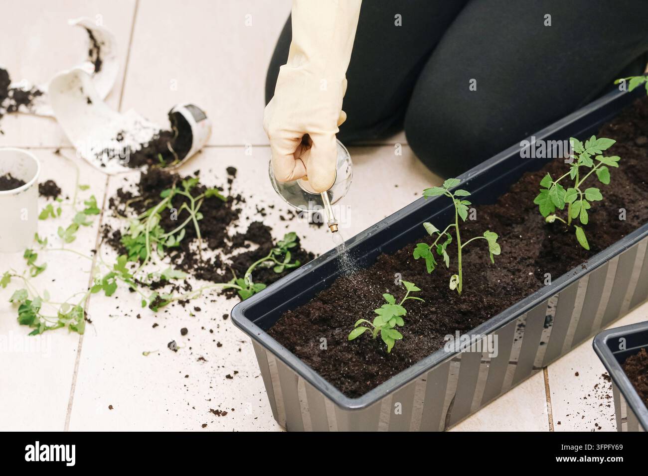 Giardiniere che trapianta giovani piantine in una fioriera con terra versata. Sfondo di giardinaggio per la coltivazione di ortaggi e la cura delle piante. Foto Stock