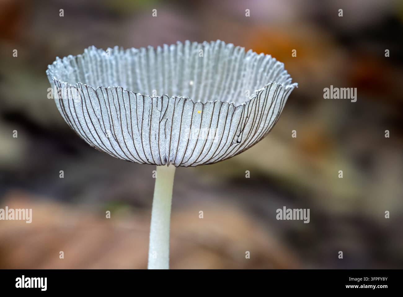 Fungho d’inchiostro a piede di lepre / fungo a piede di lepre / fungo d’inchiostro a piede di coniglio (Coprinopsis lagopus / Agaricus lagopus) con i margini arrotolati verso l’alto in autunno Foto Stock