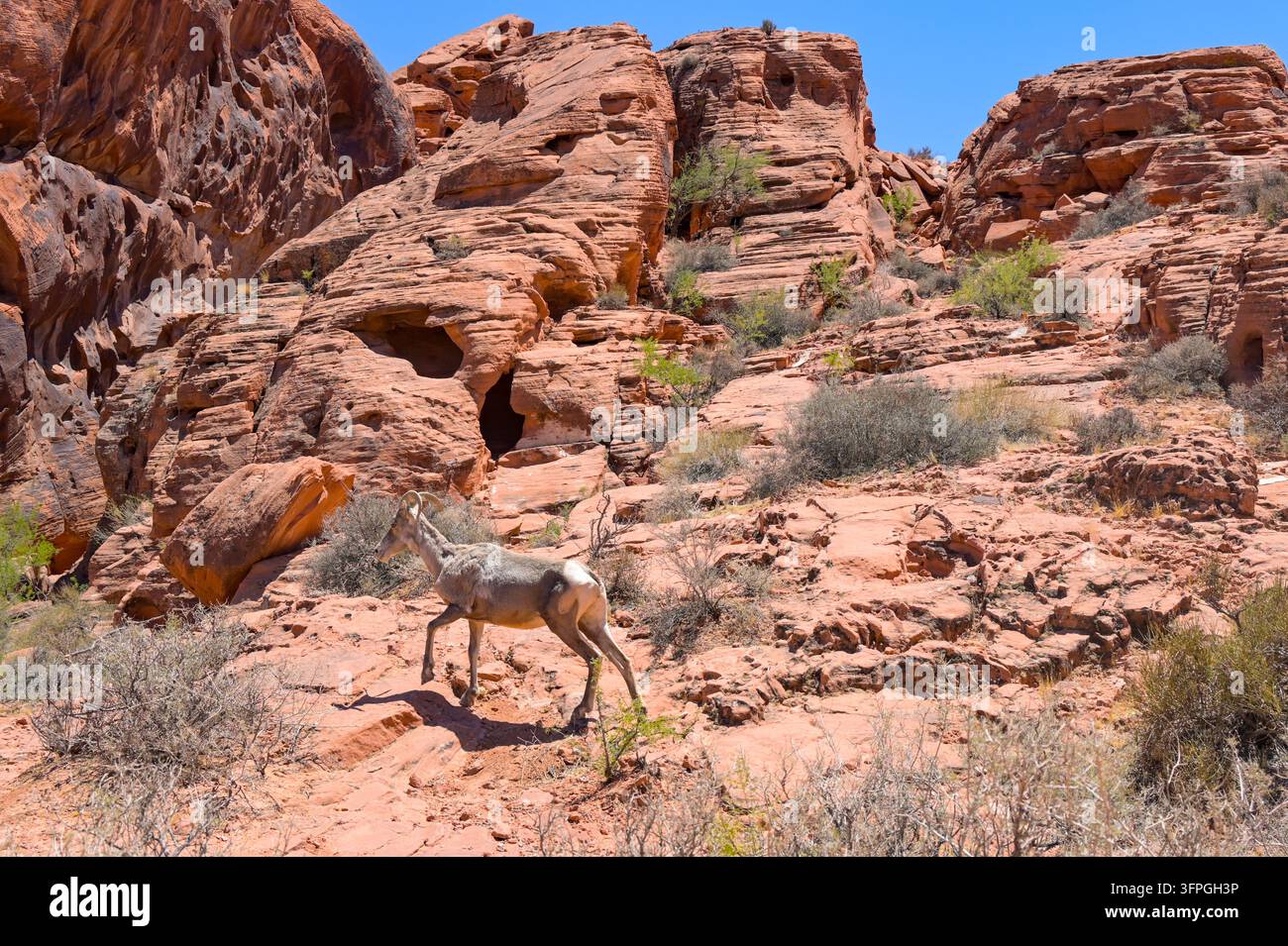 Peccari maturi del deserto che vagano sulle rocce nella valle del Fire State Park in Nevada, USA Foto Stock