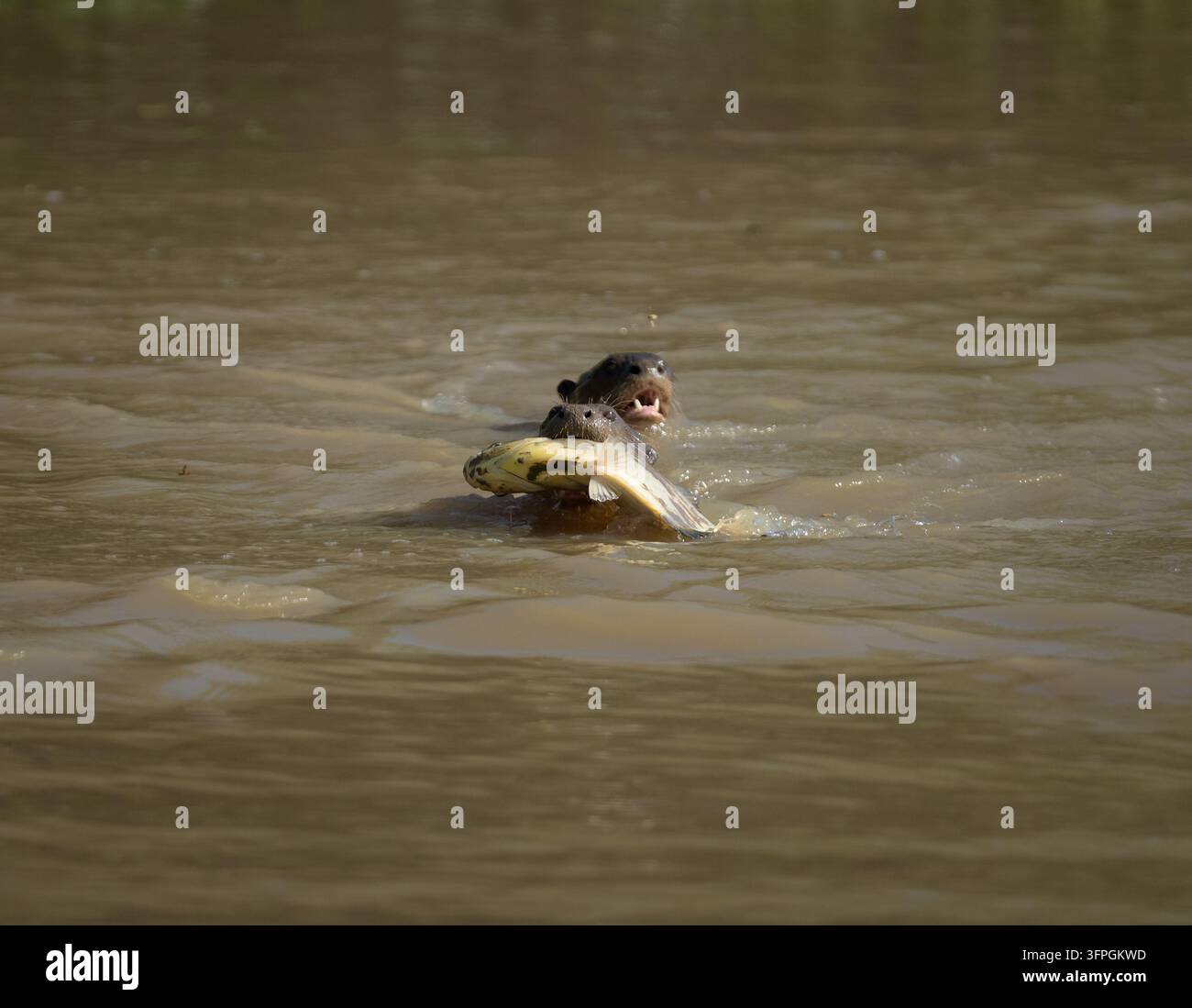 Lontra gigante del fiume nuota lontano da un'altra lontra che cerca di rubargli il pesce Foto Stock