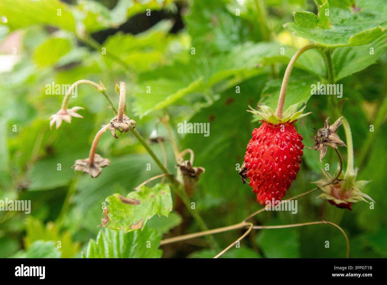 Una singola fragola selvatica nel giardino Foto Stock