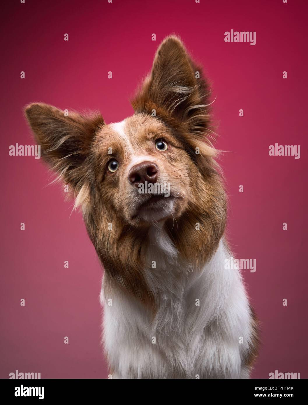 Un collie con bordo con un orecchio sollevato inclina la testa stranamente su un caldo sfondo rosso. Foto Stock
