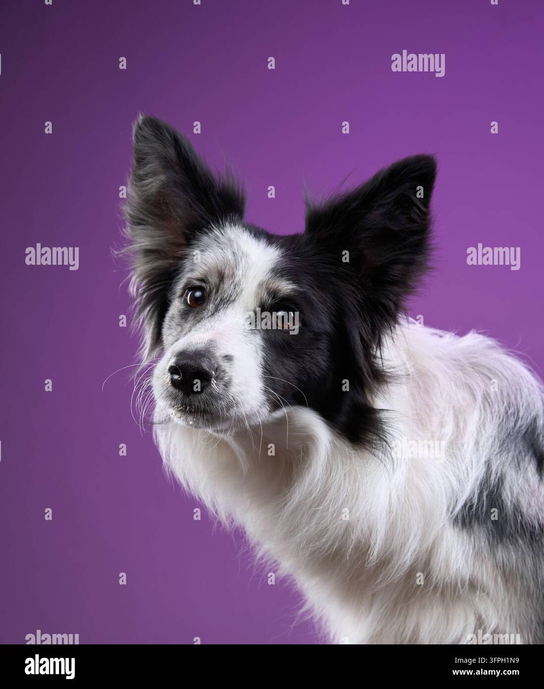 Un Border Collie guarda di lato con un'espressione dolce contro uno sfondo viola dello studio. Foto Stock