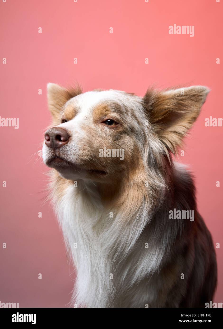 Un Border Collie si erge su un caldo sfondo rosso, fissando in avanti con un'espressione calma. Foto Stock