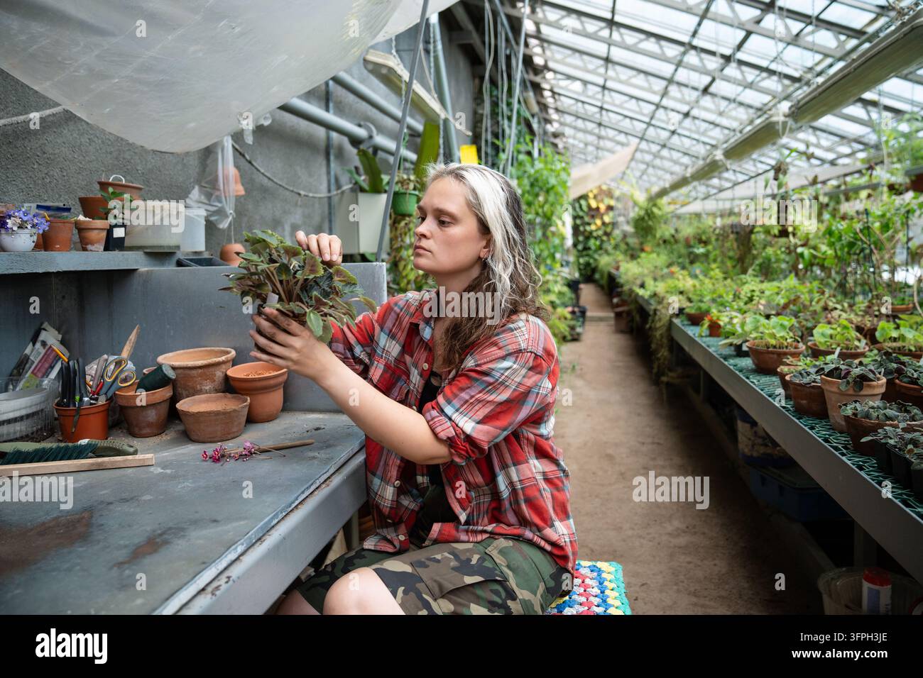 Donna lavoratrice in serra concentrata seduta a un tavolo da lavoro nell'armeria che ispeziona una pianta floreale. Foto Stock