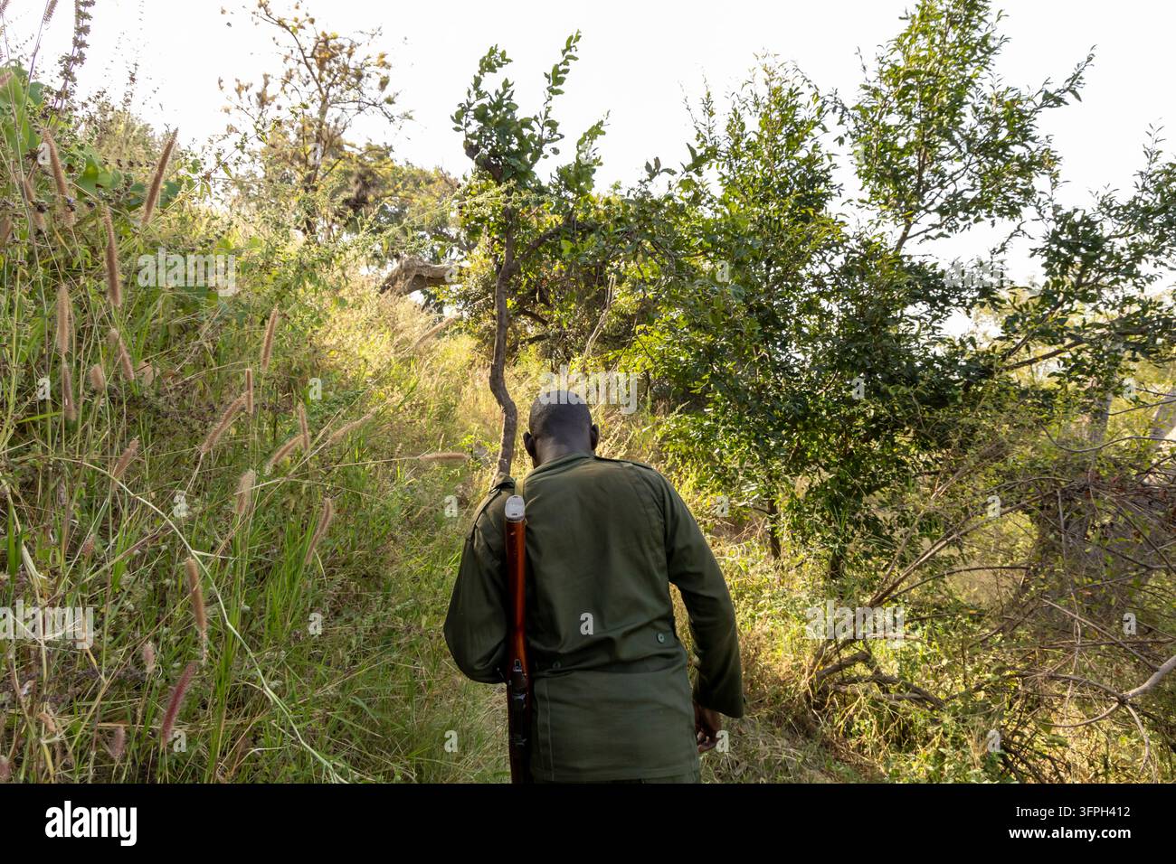 Ranger del parco in uniforme con un fucile a tracolla che cammina su un sentiero attraverso erba alta e cespugli, regione di Savannah, parco nazionale di Mole, Ghana Foto Stock