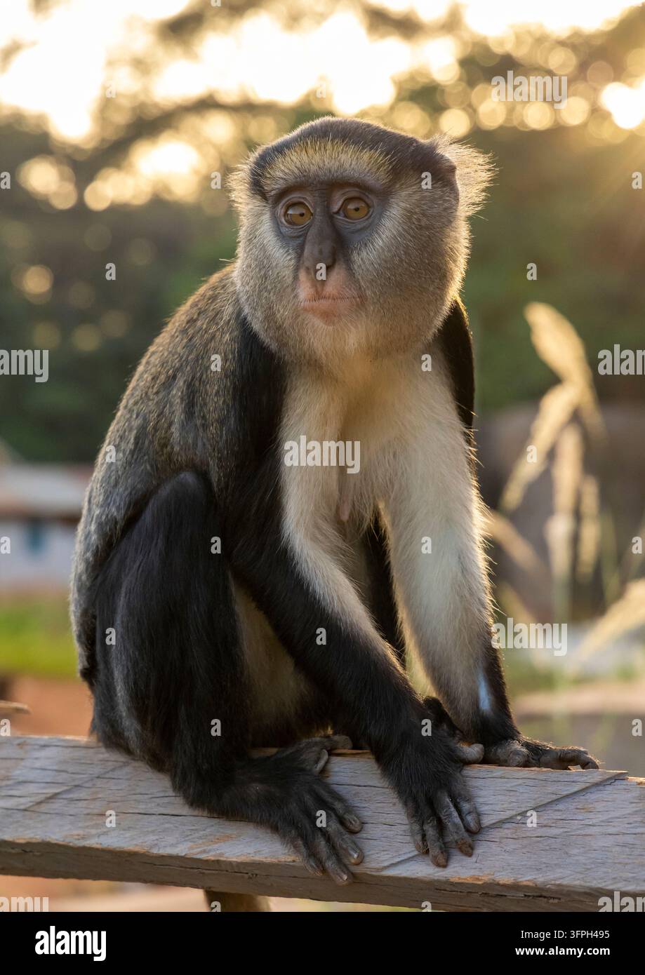 Scimmia Mona seduta su una ringhiera di legno al tramonto, Regione Bono Est, Boabeng, Ghana Foto Stock