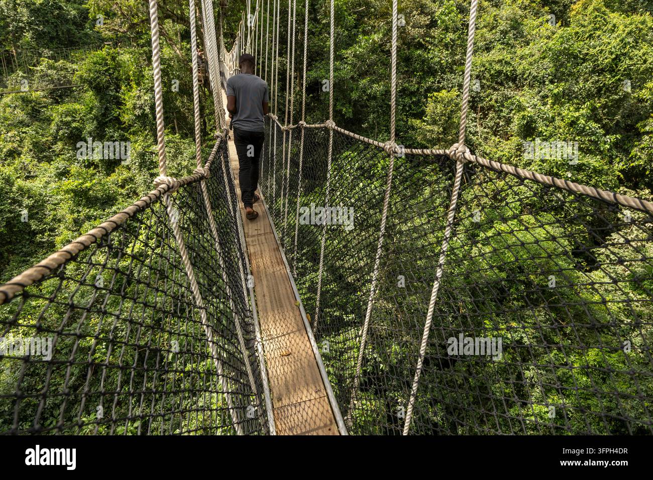 Un uomo attraversa una passerella sospesa sopra la foresta fatta di corda e legno, Regione Centrale, Elmina, Ghana Foto Stock