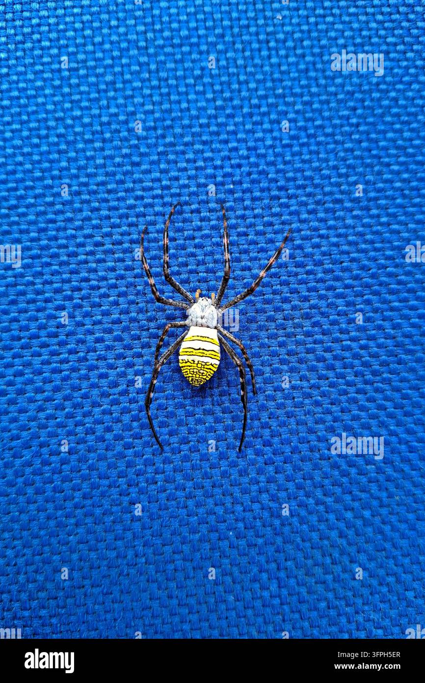 Ragno signature giallo e nero Argiope anasuja che striscia su uno sfondo blu brillante testurizzato, fotografia macro dettagliata della fauna aracnide Foto Stock