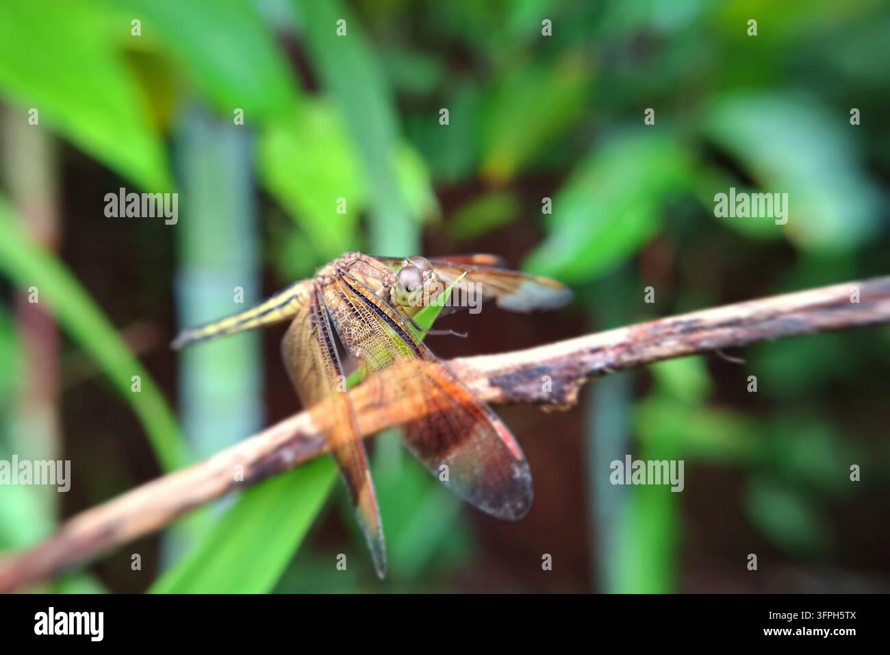 Libellula Brown neurothemis appollaiata su un ramo legnoso secco, fotografia macro dettagliata della natura di un insetto selvatico con uno sfondo sfocato di giardino verde Foto Stock