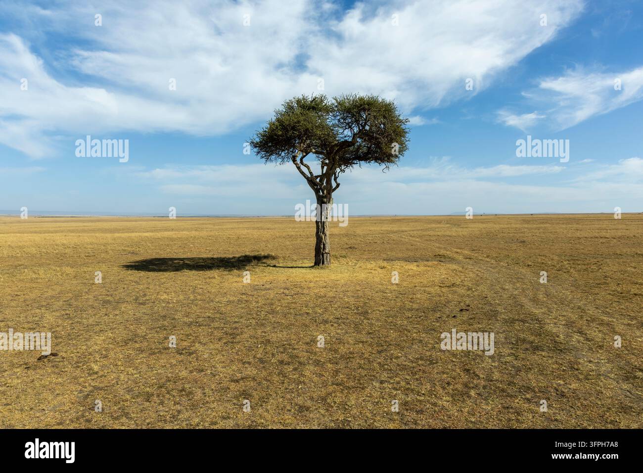 Unico albero di acacia che proietta un'ombra su una prateria dorata e secca sotto un cielo blu con nuvole bianche, Contea di Narok, Maasai Mara, Kenya Foto Stock
