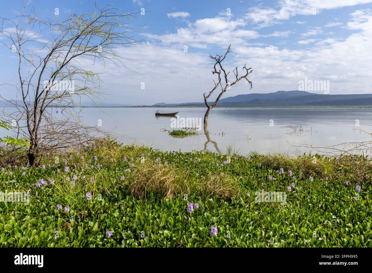 Barca di legno su un lago calmo con un albero morto e giacinti d'acqua in fiore in primo piano, Contea di Baringo, Lago Baringo, Kenya Foto Stock