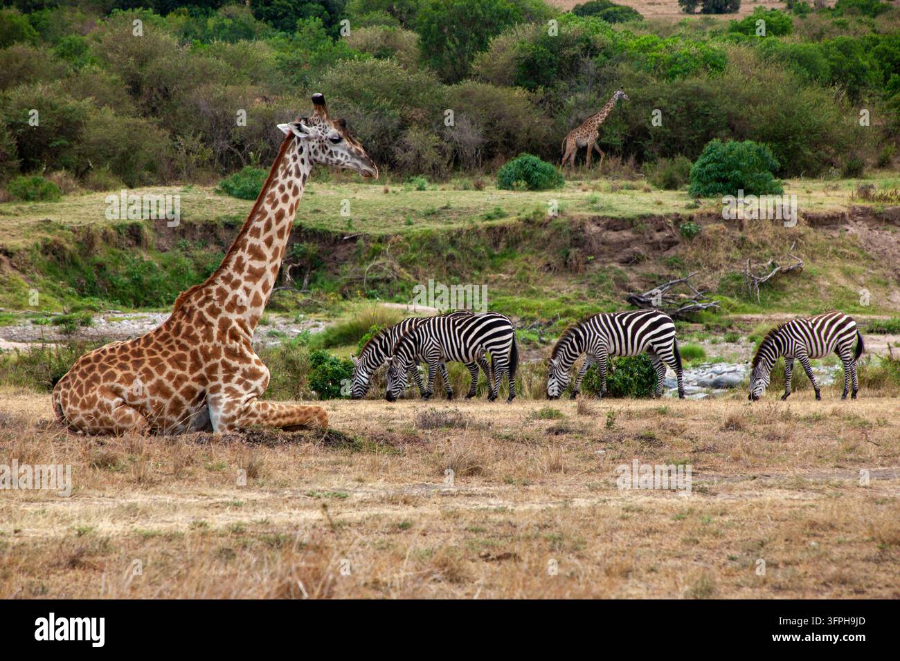 Giraffa seduta a terra con zebre che pascolano vicino alla riva di un fiume, Contea di Narok, Maasai Mara, Kenya Foto Stock
