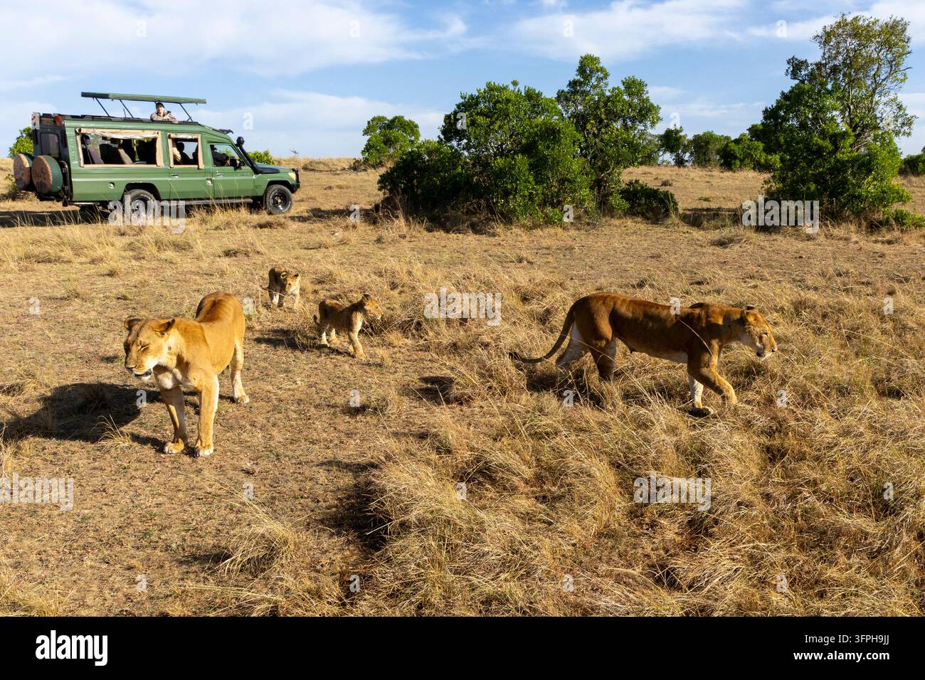 Due lionesse e due cuccioli che camminano nella savana vicino a un veicolo safari verde con turisti, Contea di Narok, Maasai Mara, Kenya Foto Stock