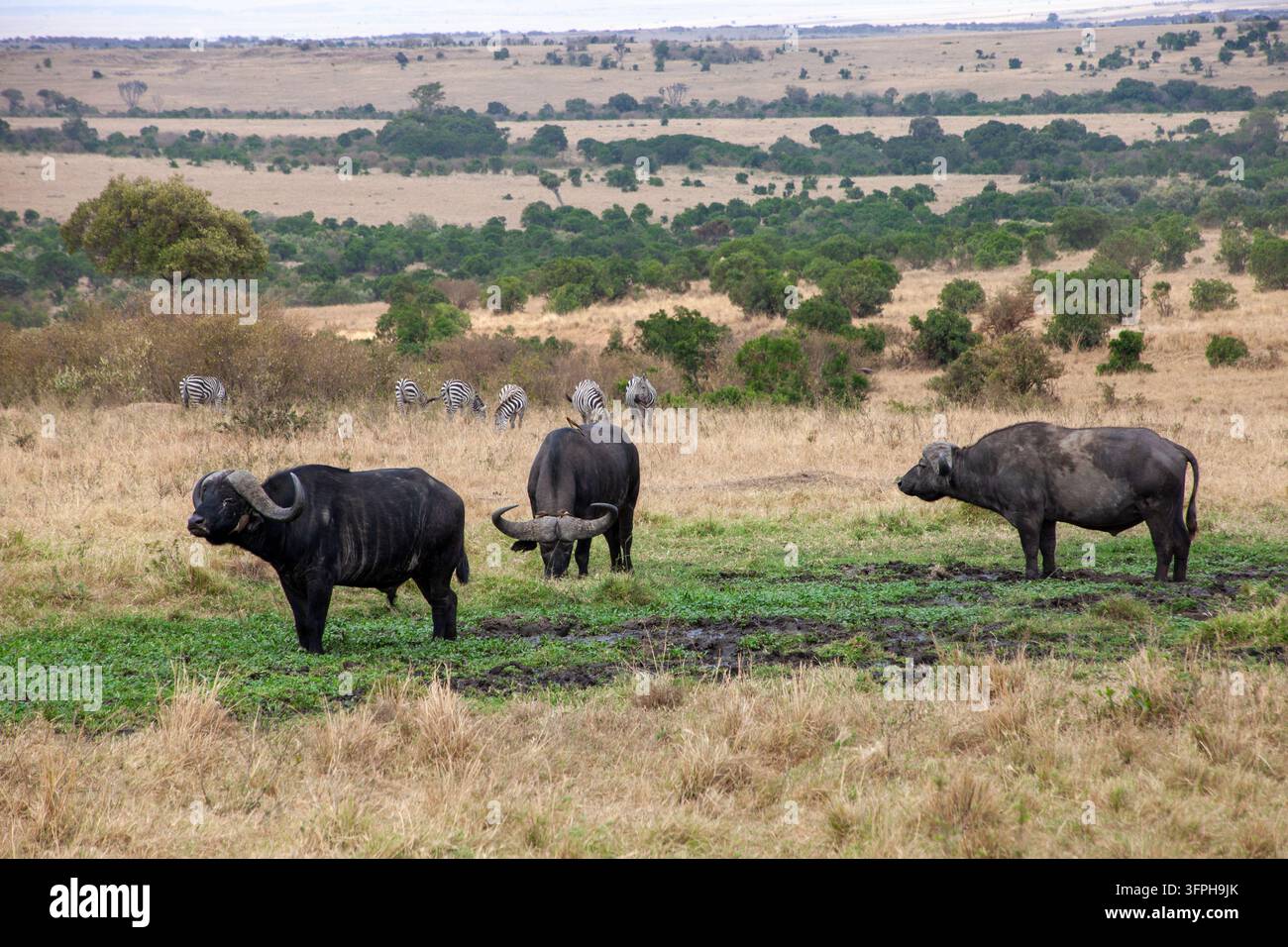 Tre bufali del Capo in piedi su erba verde con zebre che pascolano sullo sfondo nella savana, Contea di Narok, Maasai Mara, Kenya Foto Stock