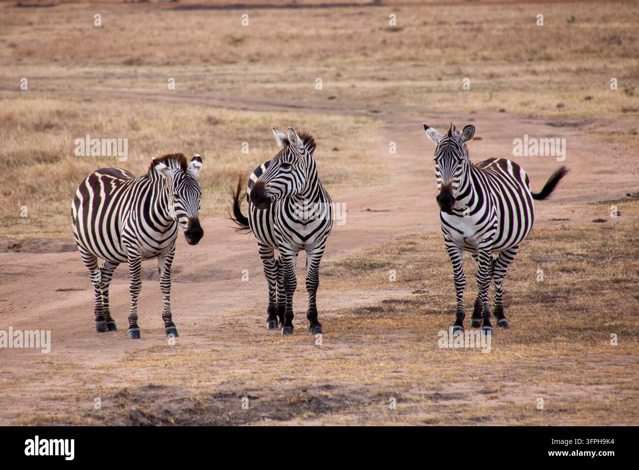 Tre zebre in piedi su una pista sterrata nella savana, Contea di Narok, Maasai Mara, Kenya Foto Stock