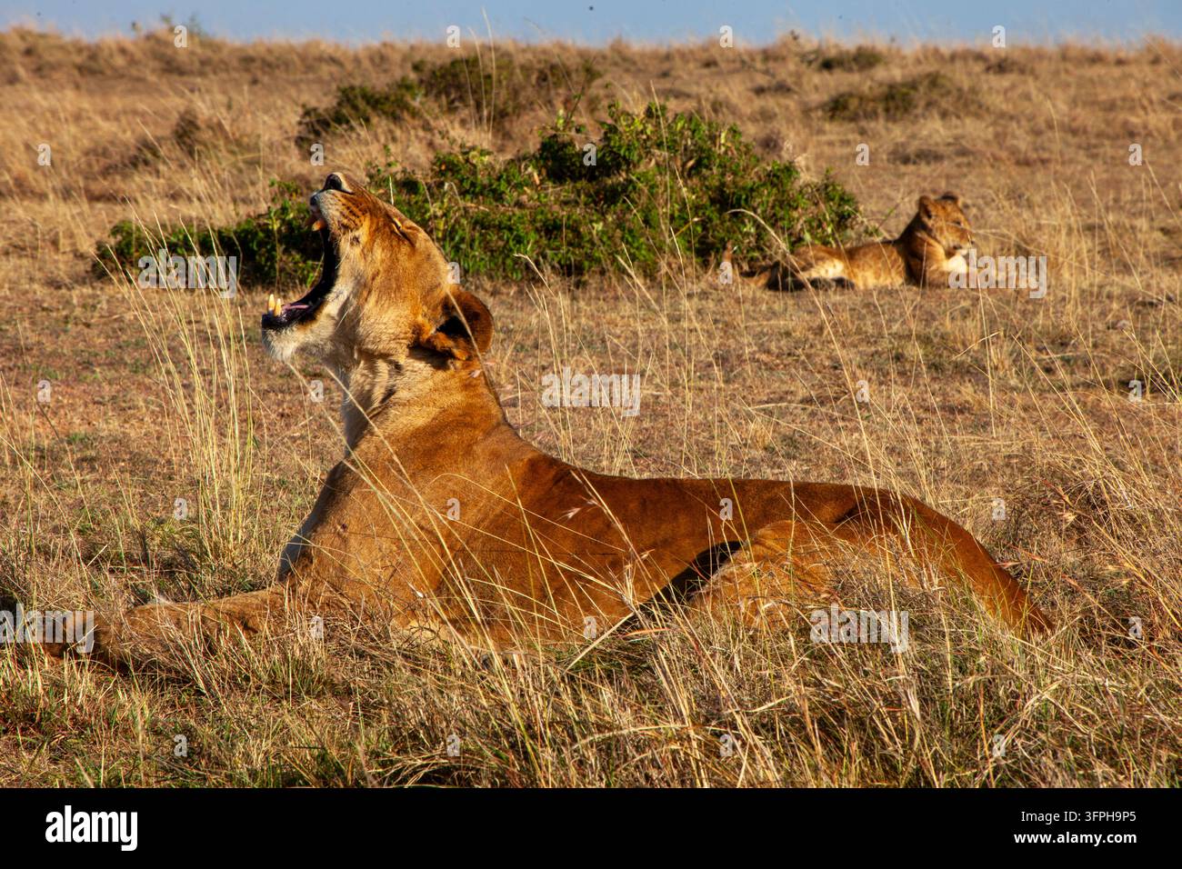 Leona che sbadiglia tra l’erba alta con un cucciolo che riposa in lontananza, Contea di Narok, Maasai Mara, Kenya Foto Stock