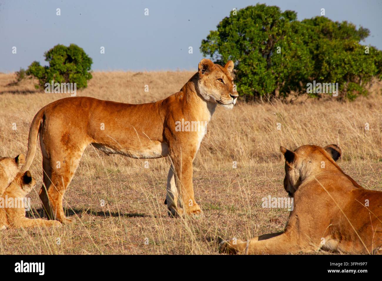 Lionessa in piedi vigile sulla savana vicino ad altri leoni e cuccioli, Contea di Narok, Maasai Mara, Kenya Foto Stock