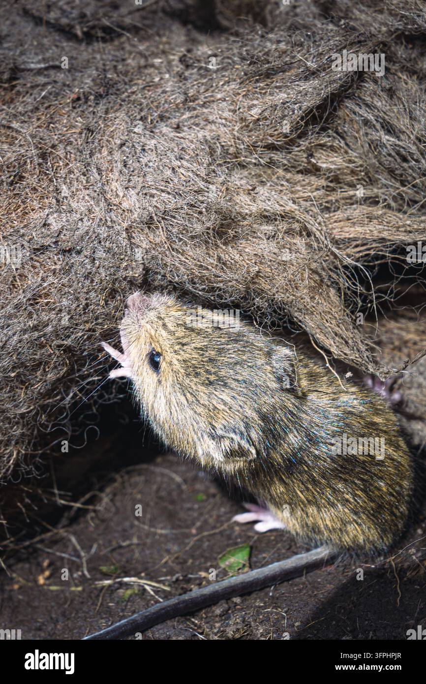 Piccolo topo marrone che sbircia da una radice scura e aggrovigliata. Il pelo si fonde con i toni terrosi. Perfetto per temi di fauna selvatica, natura o conservazione. Ak-Suu, Jyrgalan, Foto Stock