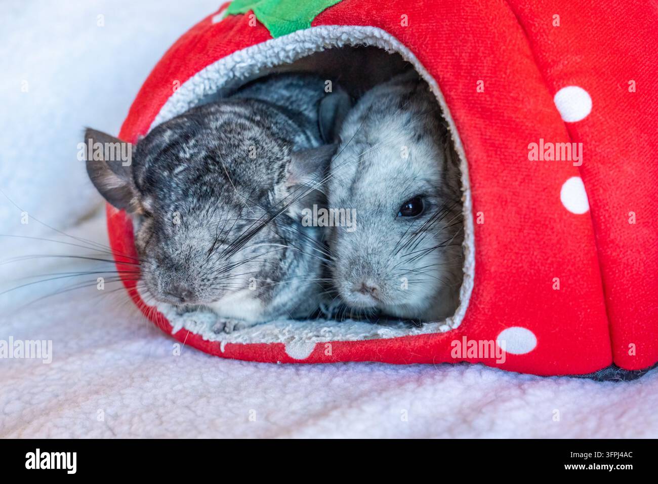 Lynwood, Washington, USA. "Wasabi" e "Valentina", porcellini d'India timidi, che sbirciano dalla loro tana, (PR) Foto Stock