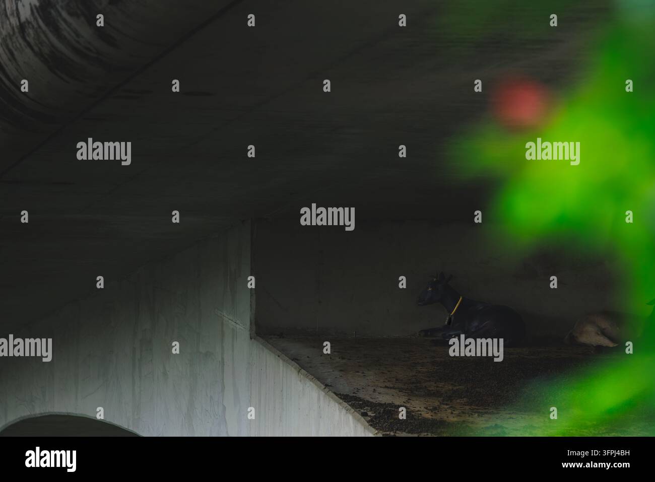 Una capra nera con un collare giallo riposa in un oscuro sottopasso di cemento sotto un ponte, incorniciata da una morbida vegetazione verde lungo il fiume Tin Shui Wai Foto Stock