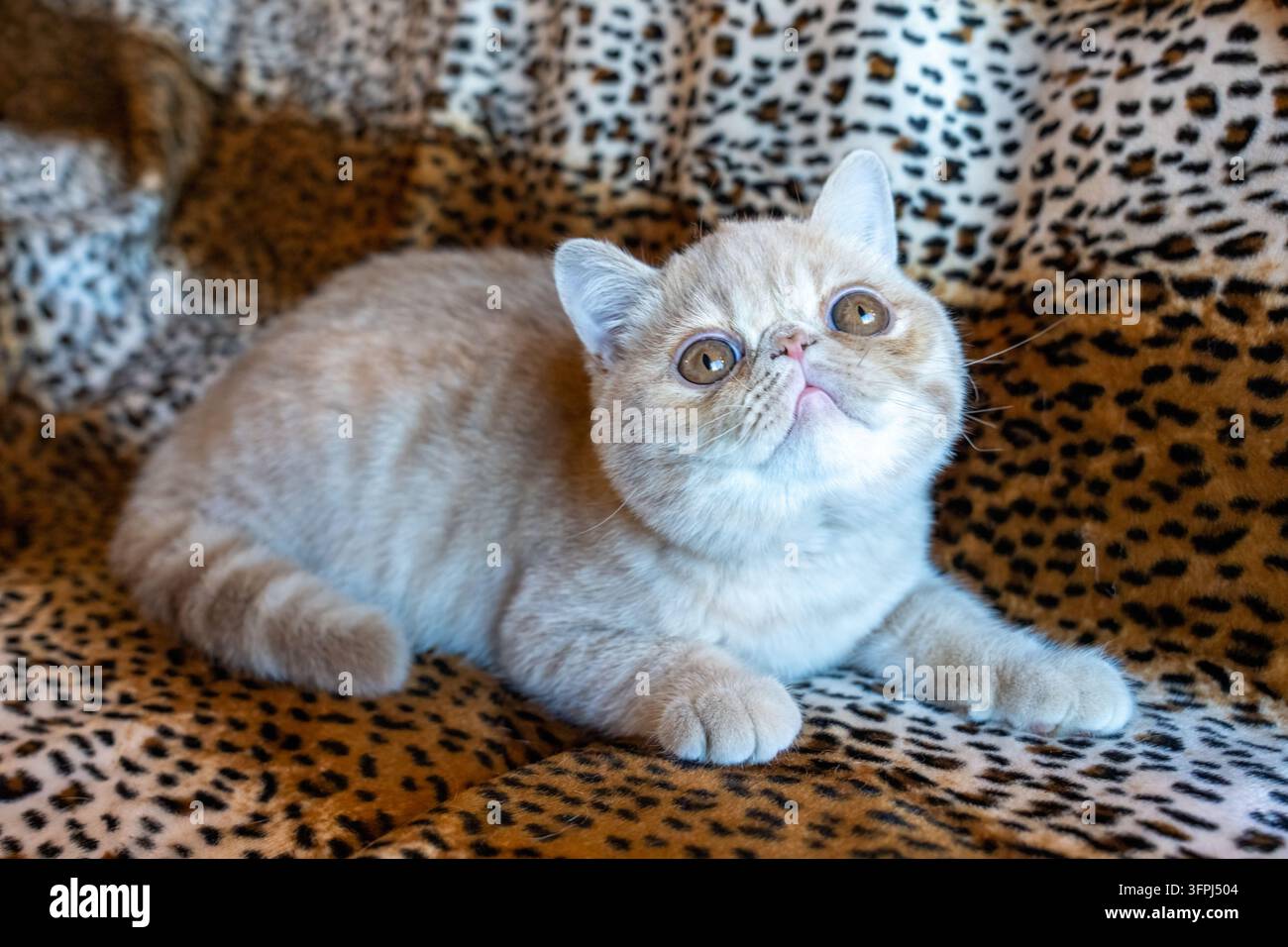 Lynwood, Washington, USA. "Potato", un gattino Exotic Shorthair di quattro mesi, che riposa su uno sfondo a stampa leopardata. (PR) Foto Stock