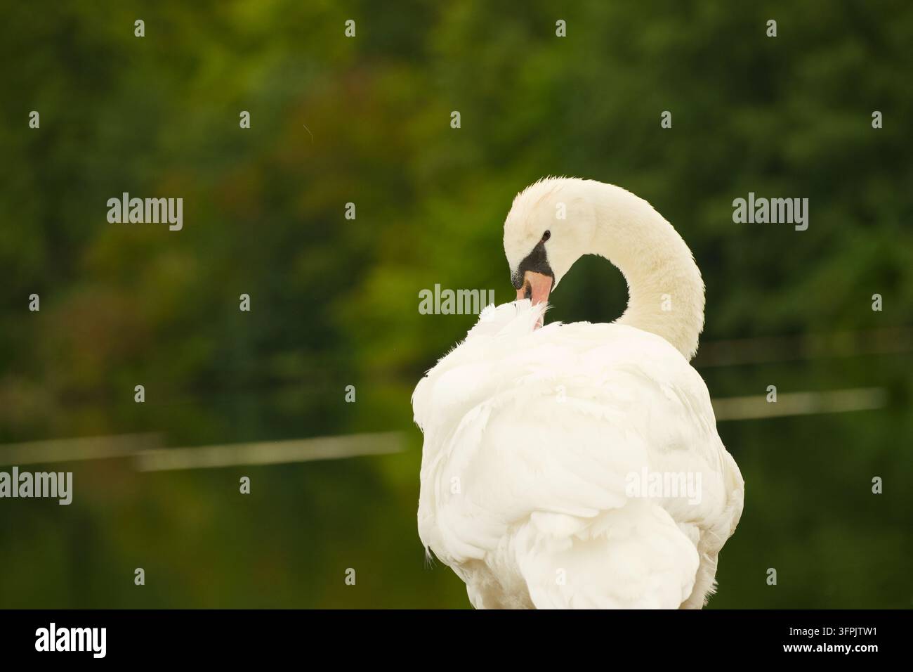 Cigno muto che liscia le piume sulla parte superiore della schiena, con il collo curvato in un anello compatto e il becco che lavora attraverso il piumaggio bianco contro un s Foto Stock