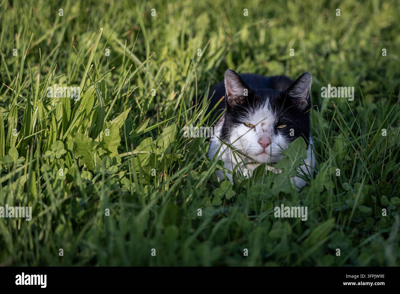 Un gatto bianco e nero rilassato è comodamente accoccolato in una macchia di erba verde vibrante. La scena evoca un senso di tranquillità e pace. Questo Foto Stock