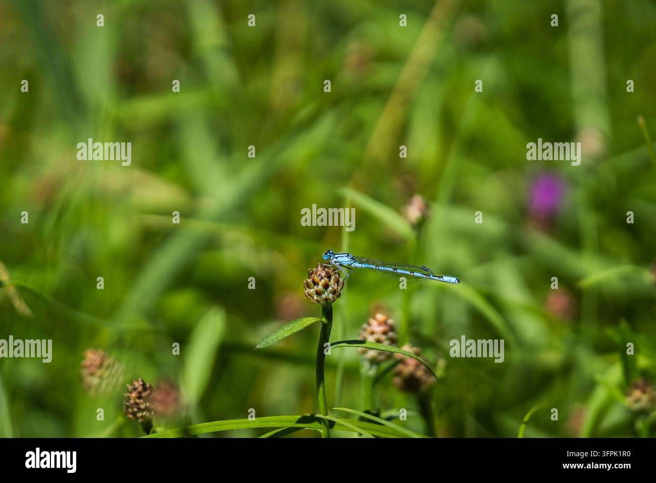 Enallagma cyathigerum, la comune libellula azzurra, che riposa su un bocciolo di fiore in un prato estivo, con il suo corpo azzurro snello e le ali trasparenti. Foto Stock
