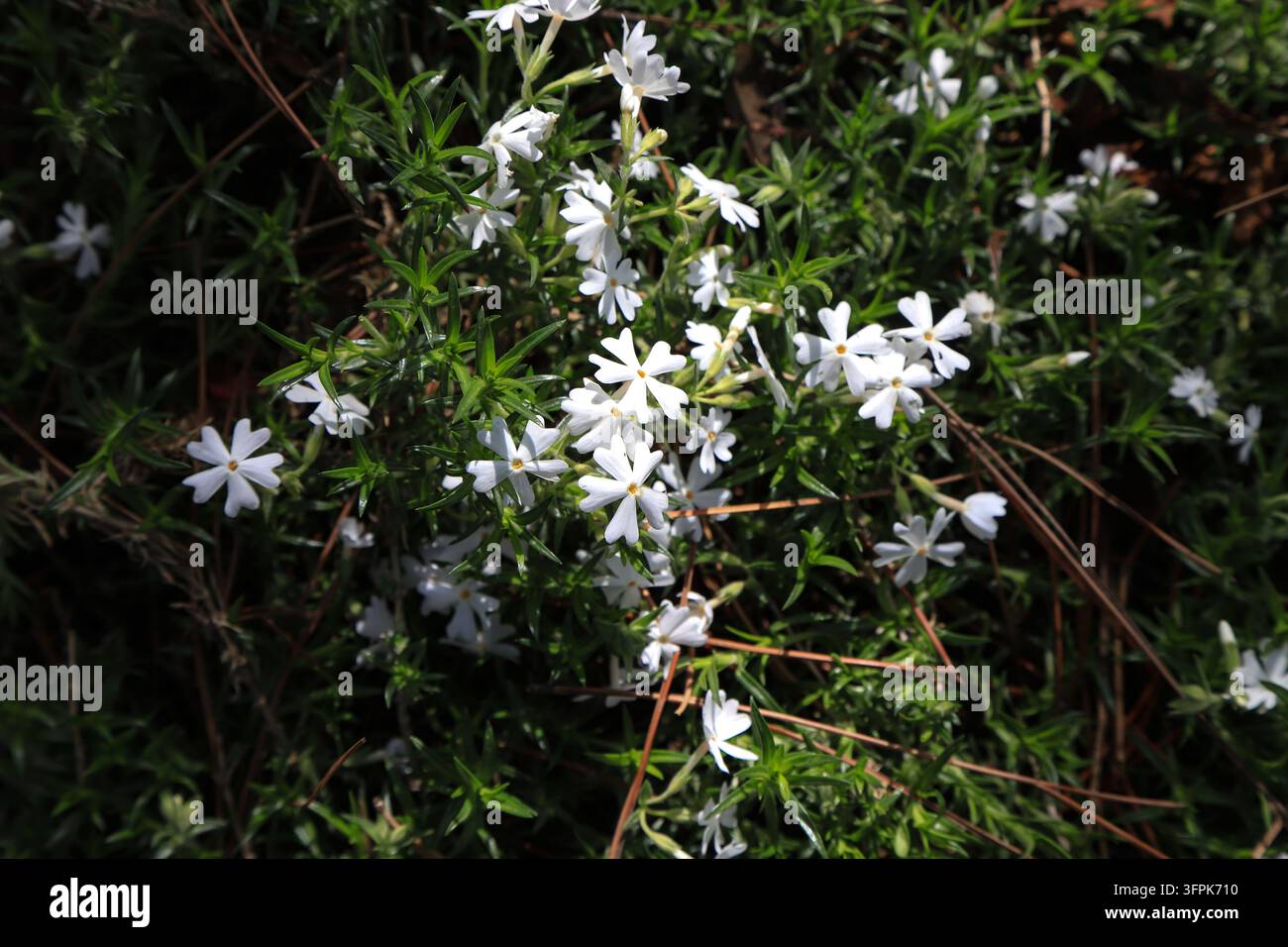 All'aperto in primavera, un fitto ammasso di phlox rampicante bianco (Phlox subulata) fiorisce abbondantemente. Piccoli fiori bianchi freschi a cinque petali sono sparsi Foto Stock