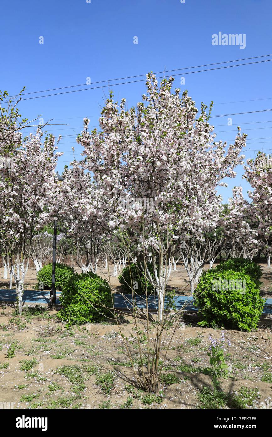 In una giornata di primavera soleggiata, un boschetto di meli rosa e bianchi fiorisce vivacemente sotto un cielo azzurro limpido. Gli alberi sono ricoperti da nuvole di fiori, Foto Stock
