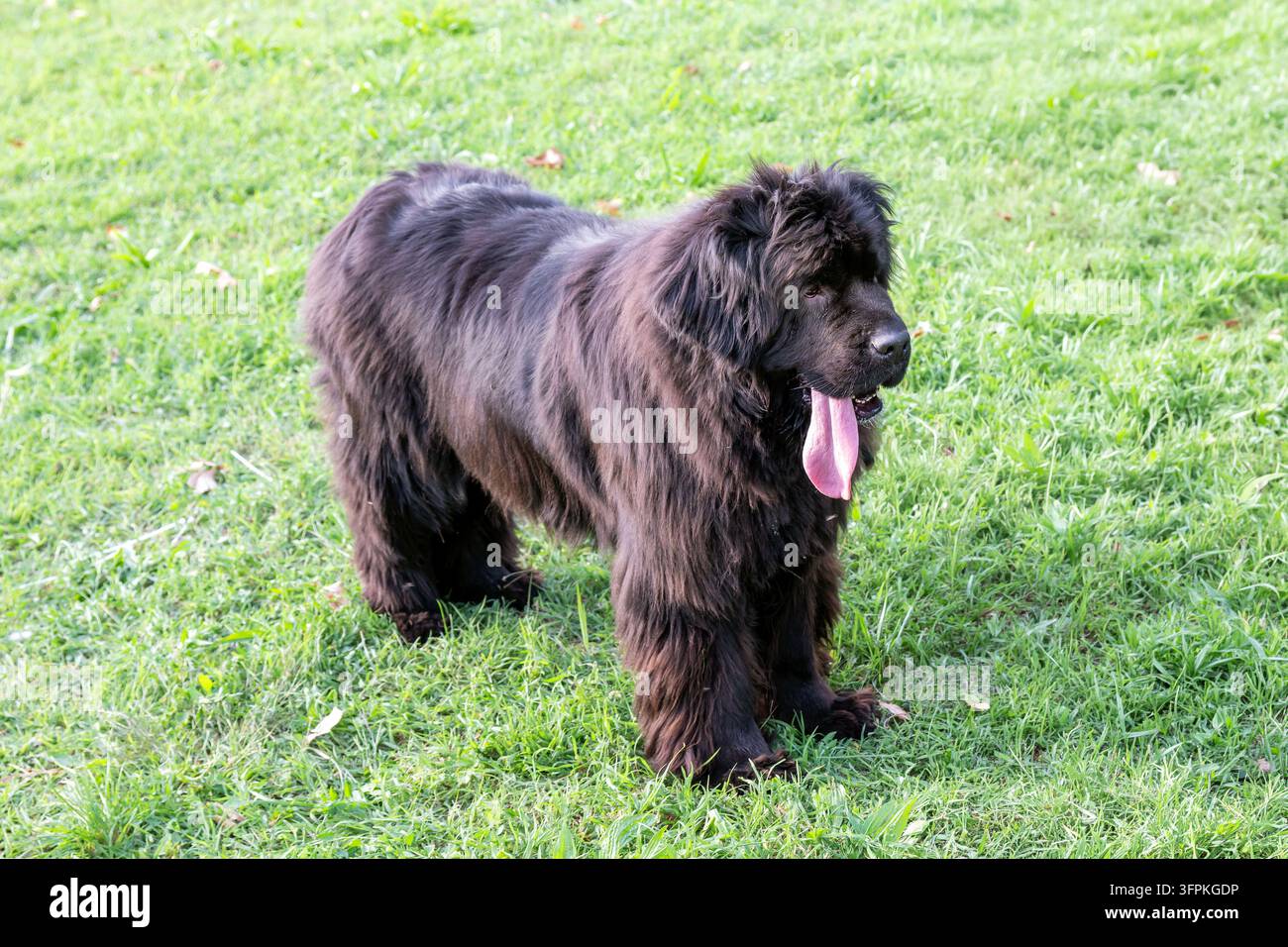 Cane nero del Newfoundland in piedi sull'erba verde, testa girata, ansimante con la lingua fuori Foto Stock