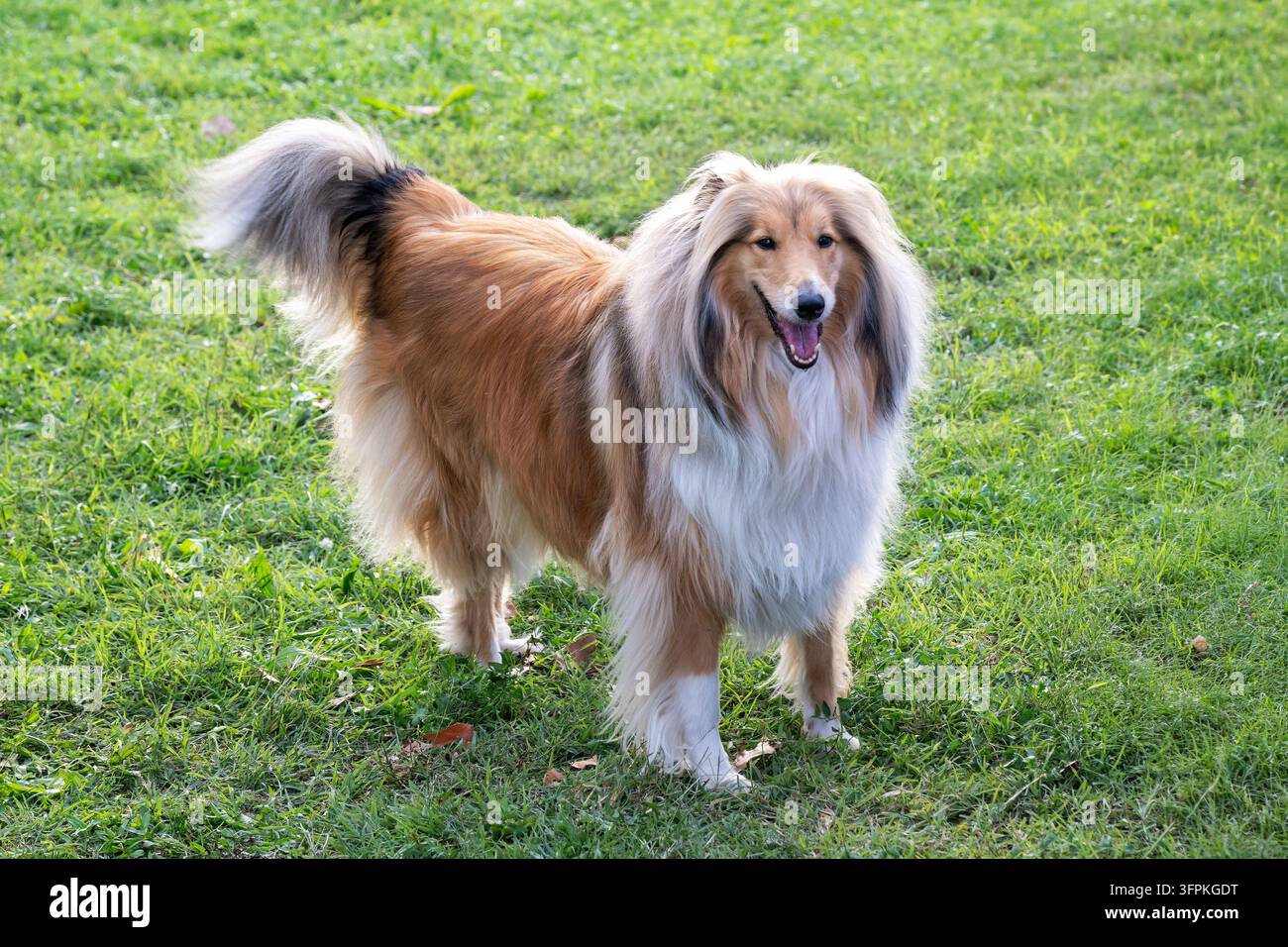 Cane Rough collie in piedi all'aperto su erba verde, che guarda l'obiettivo Foto Stock