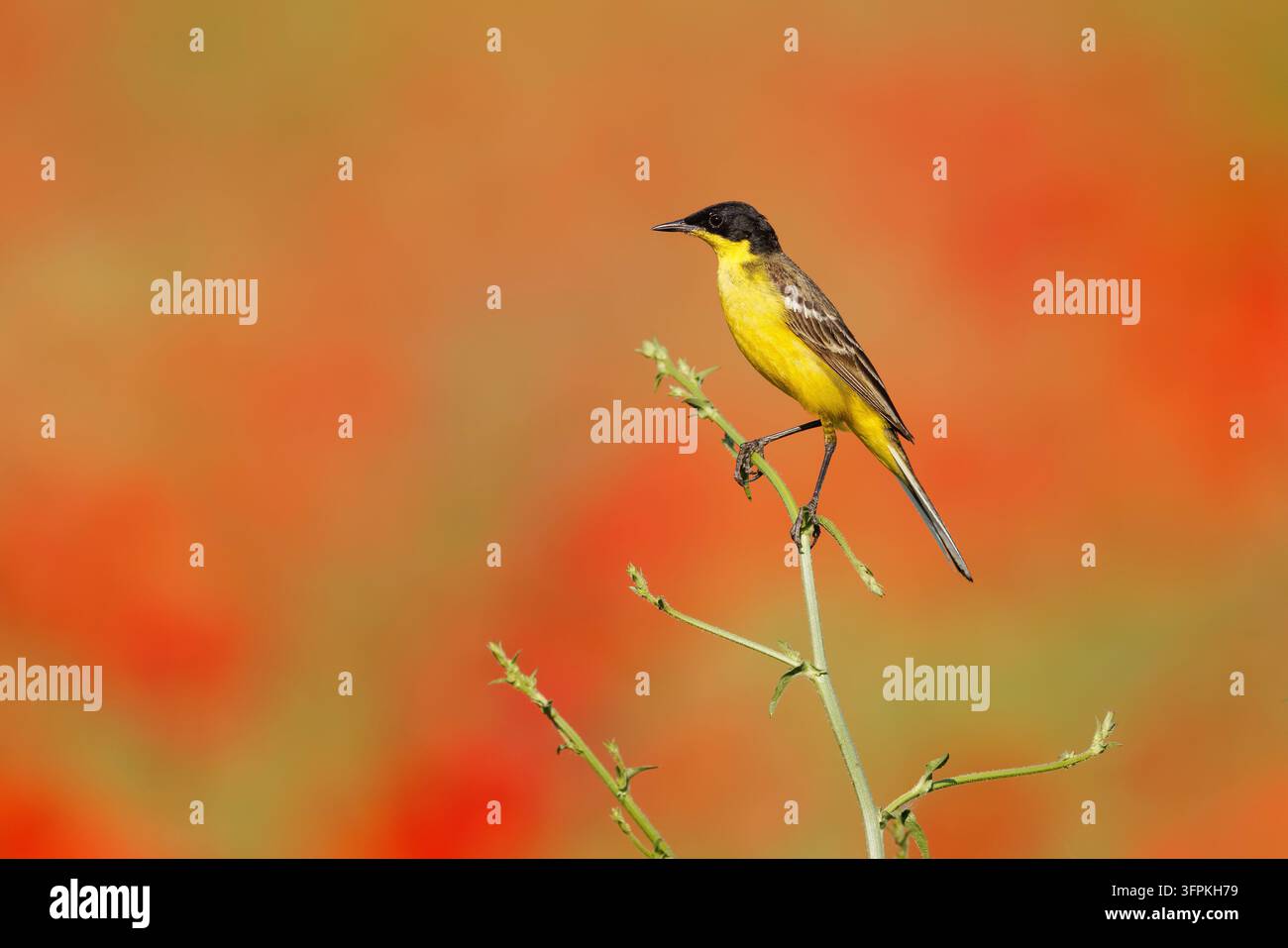 Frigillino dalla testa nera o Frigillino giallo occidentale (Motacilla flava feldegg), appollaiato tra i papaveri vicino a Bratsigovo, Bulgaria, maggio 2026 Foto Stock