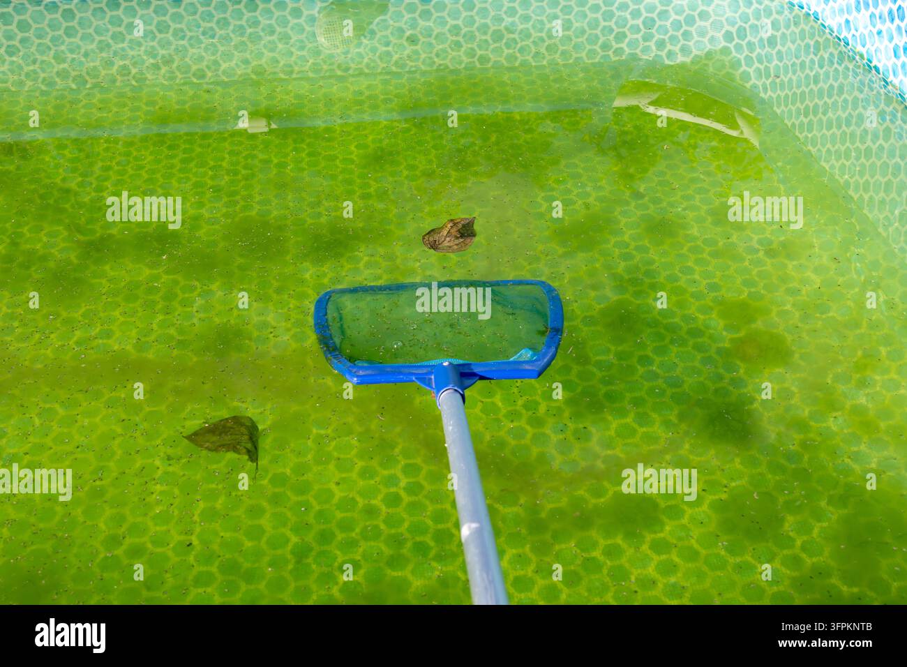 Piscina da giardino piena di alghe verdi e che necessita di trattamento Foto Stock