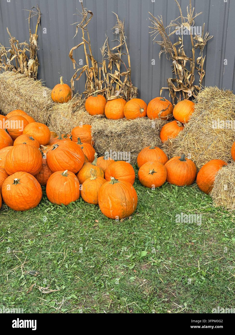 Campo di zucche autunnale rustico con balle di paglia e steli di mais Foto Stock