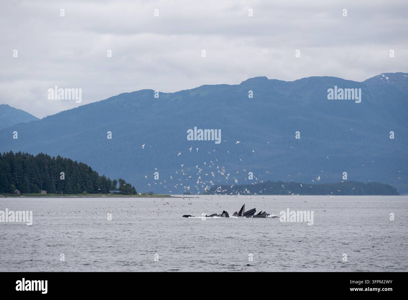 Un'associazione di balene jubarte, Megaptera novaeangliae, che pesca con reti di bolle vicino a Juneau, in Alaska. Foto Stock