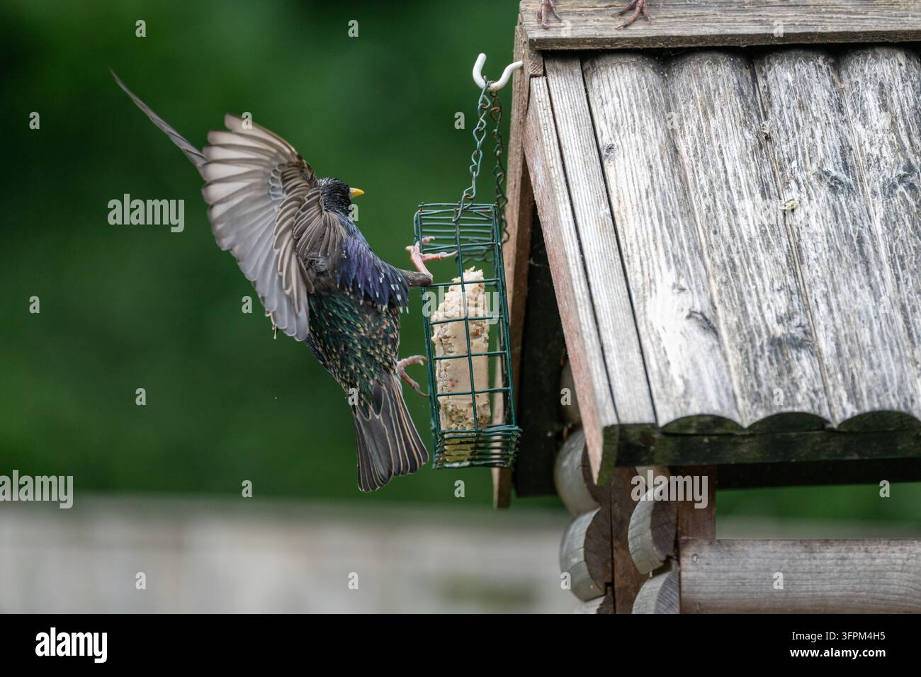 Starling [Sturnus vulgaris] nutrendosi su un blocco di suetto su un tavolo di uccelli. Foto Stock