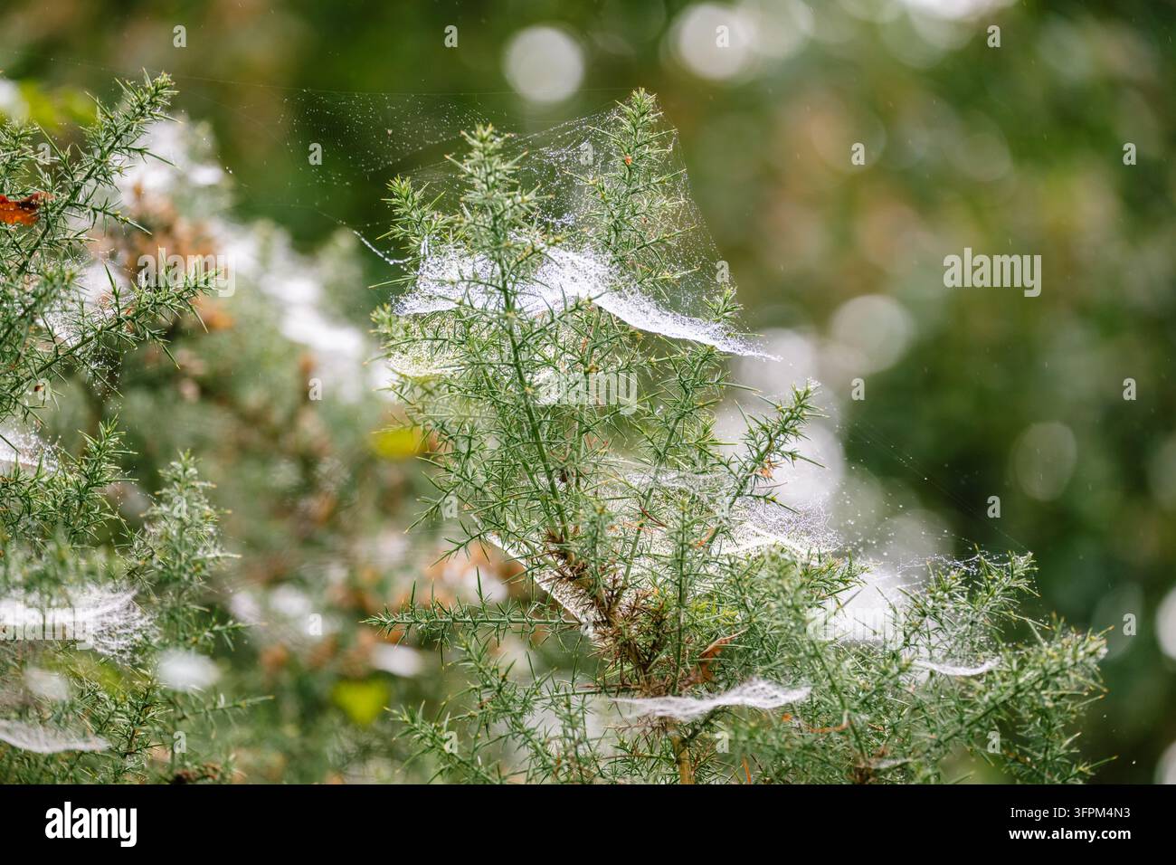 Le delicate ragnatele luccicano di rugiada sui cespugli verdi e spinosi alla luce del sole. Foto Stock