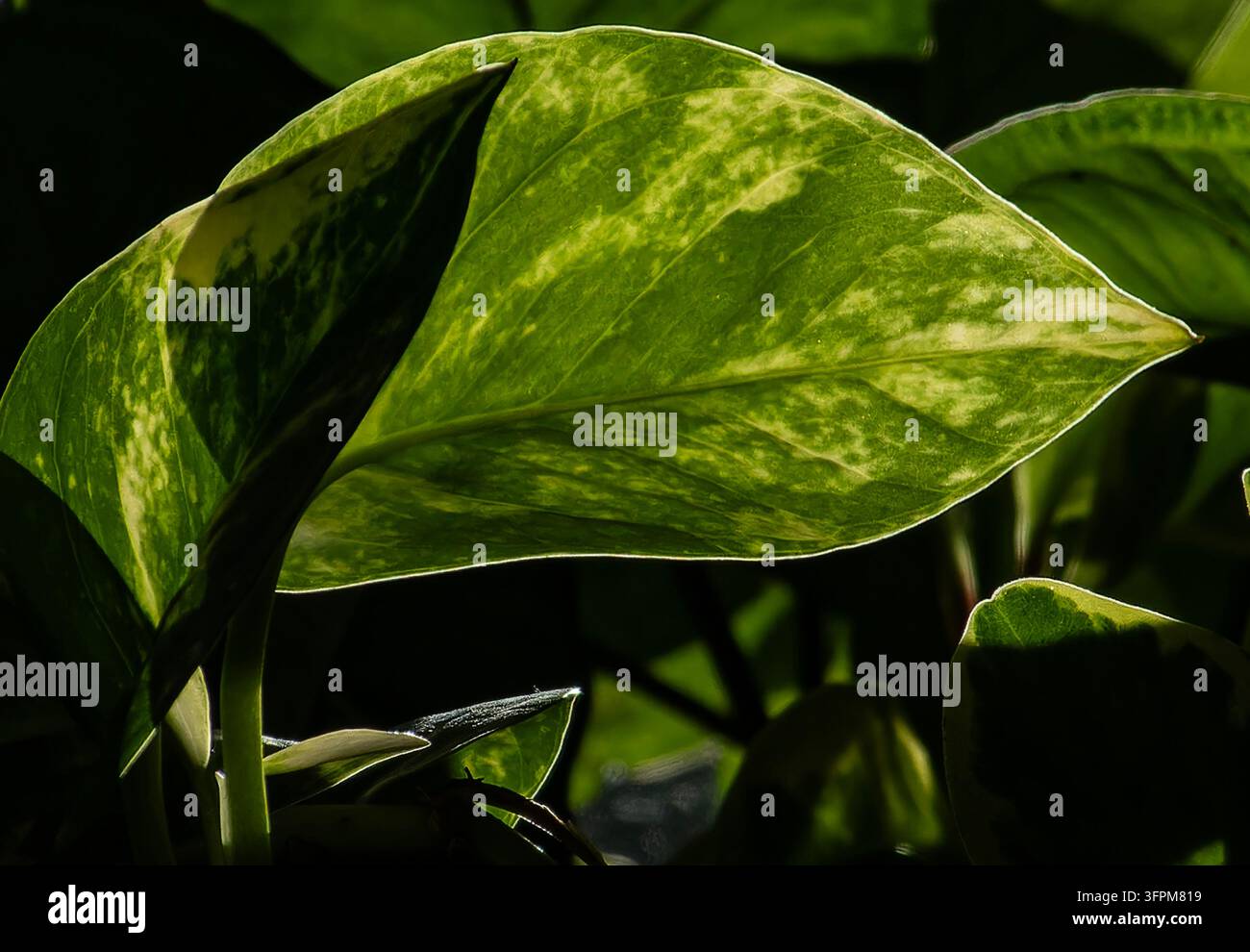 Un Pothos Marble Queen (Epipremnum aureum) Foto Stock