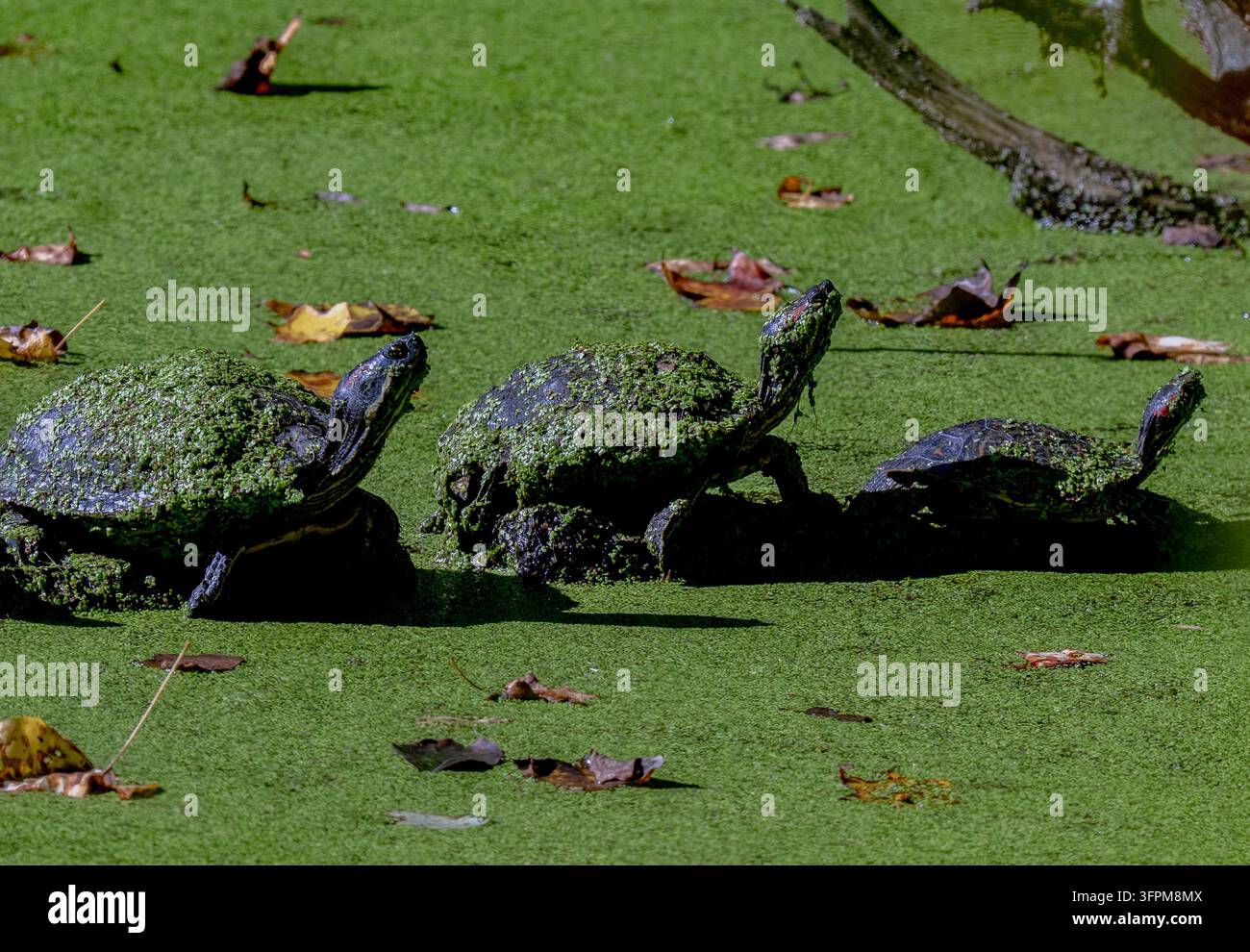 Una tartaruga d'acqua dolce, probabilmente una tartaruga dalla testa rossa (Trachemys scripta elegans), parzialmente coperta da uno spesso strato di lenticchie d'acqua verde brillante (Lemna) sul suo Foto Stock