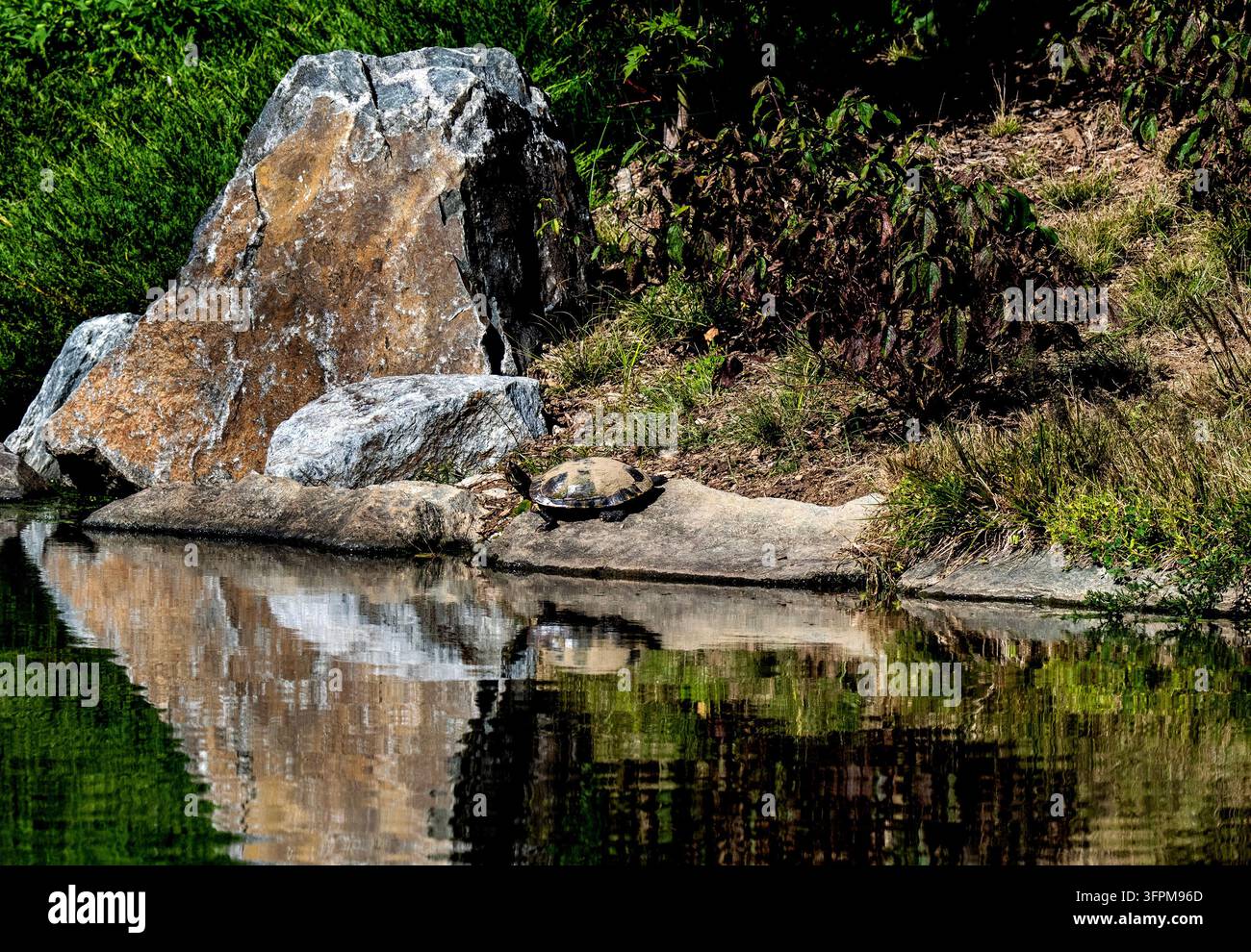 Una piccola tartaruga che si crogiola su una roccia vicino al bordo di uno stagno, con il suo riflesso visibile nell'acqua. Foto Stock