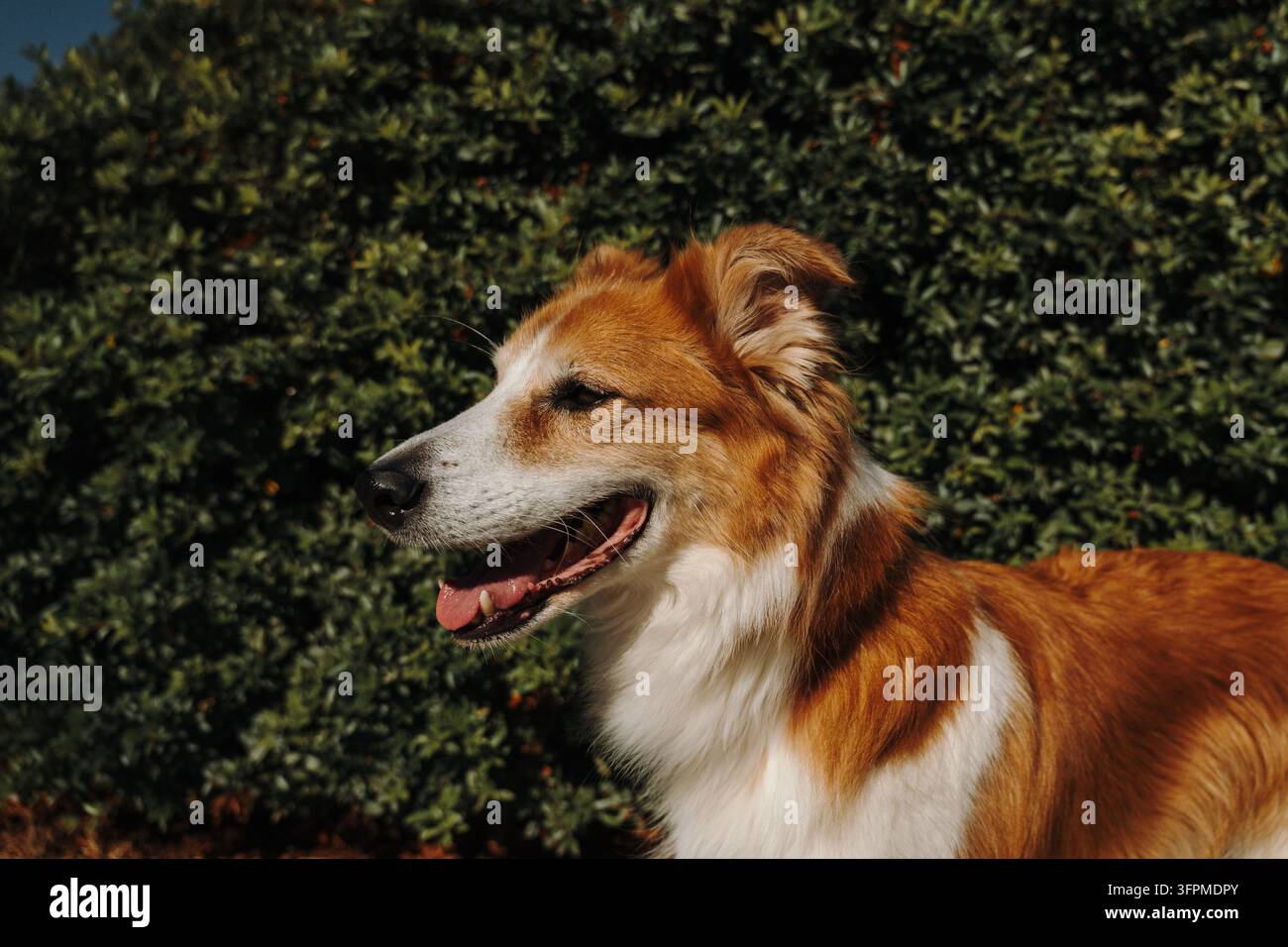 Un cane rosso e bianco ansimante alla luce del sole davanti a una siepe verde fitta. Un ritratto espressivo di un animale domestico che trasmette godimento all'aperto e compagnia quotidiana. Foto Stock