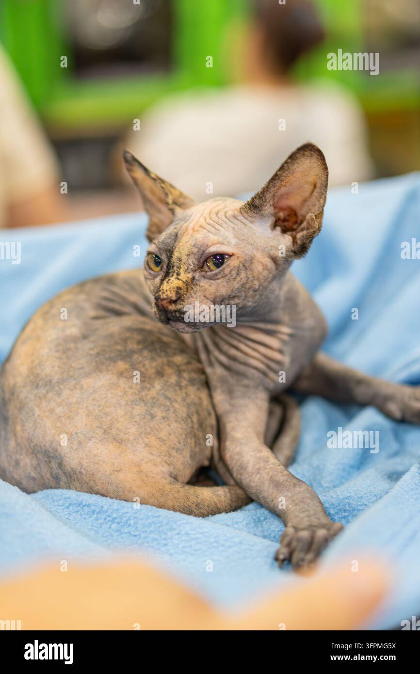Gatto Sphynx sdraiato su una coperta blu, espressione contemplativa, pelle liscia e rugosa, occhi gialli accattivanti, sfondo sfocato in toni verdi e neutri, in Foto Stock