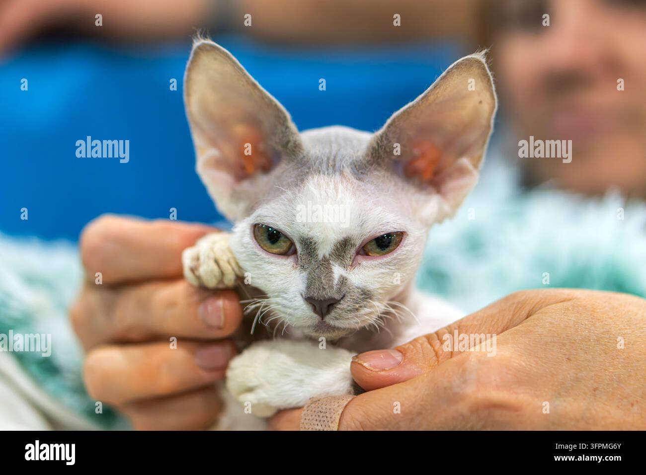 Ritratto di gatto Devon rex, primo piano, tenuto teneramente da una persona, espressione calma, occhi verdi, luce soffusa, toni caldi, momento intimo, blu e bianco Foto Stock